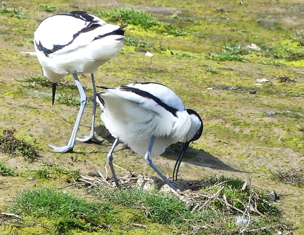 Avocets
